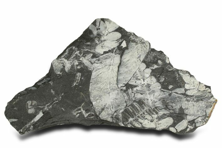 Fossil Seed Fern (Alethopteris & Pecopteris) Plate - Pennsylvania #338132